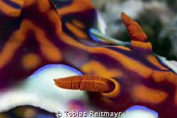 Magnificent nudibranch, Kalimaya House Reef, Sumbawa Coast by Tobias Reitmayr 